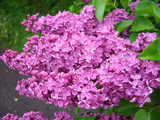 Purple lilac