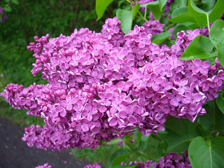 Purple lilac