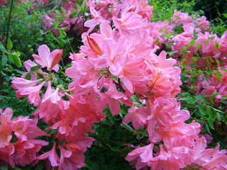 Pink azalea after rain