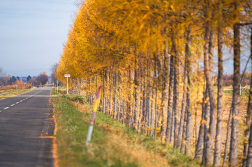 カラマツの防風林
