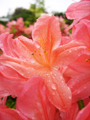 Pink azalea after rain