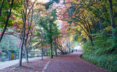 단풍이 아름다운 가을 길