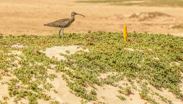 curlew on the beach with suculent flowers and yellow asparagus