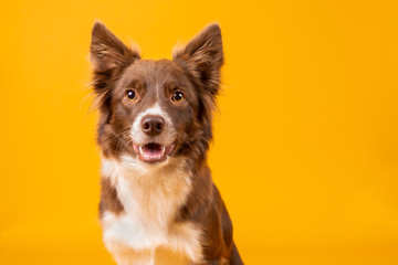 Red and white border collie on yellow background