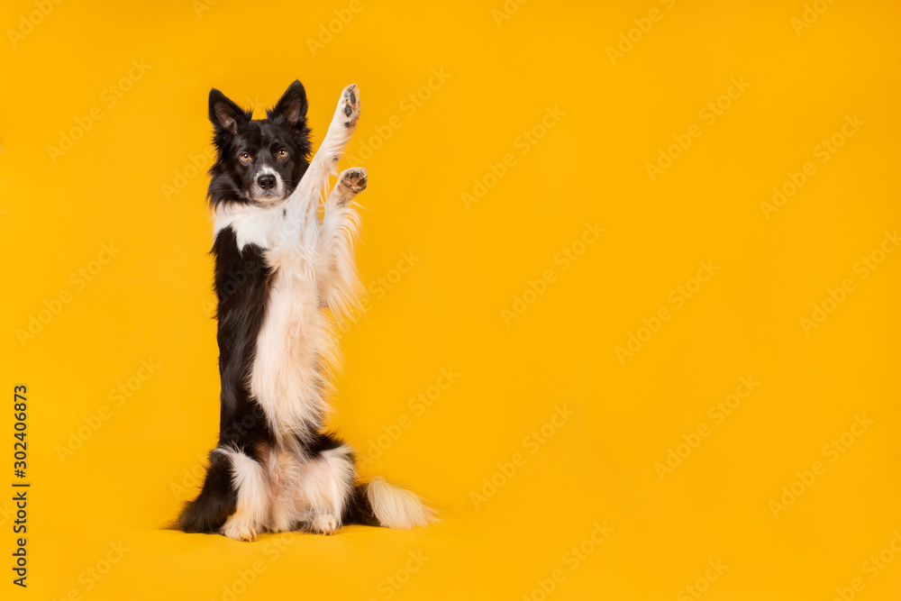 Wall mural Black and white border collie dog on yellow background