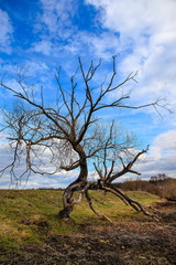 landscape with dry branches and a tree