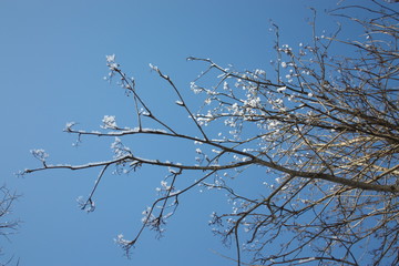 branches of a tree