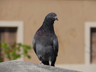 Obraz premium Black bird perched on top of a concrete bench