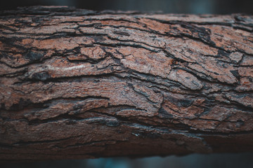 tree bark texture background vintage look, template, background nature outdoors, Old natural wooden shabby background close up, old wood background, texture of bark wood use as natural background