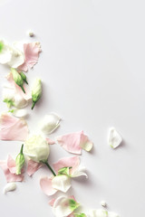 Flowers composition. Rose flower petals on white background with copy space. Gentle petals top view