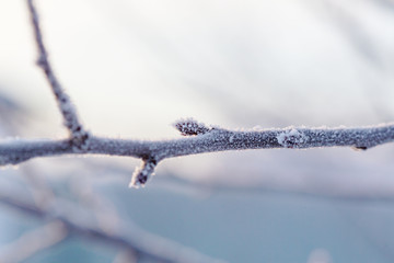 Frozen tree