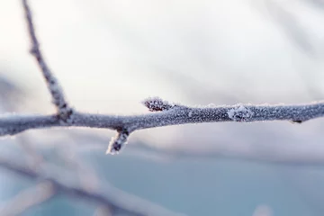 Türaufkleber Frozen tree © Galyna Andrushko