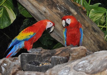 Colorful parrots