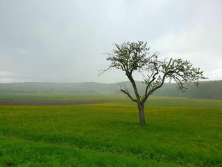 tree in the field