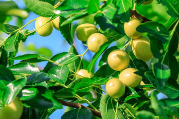 green jujube fruit on the jujube tree in the orchard