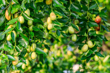 Jujube fruit on the jujube tree in the orchard