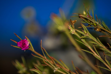 flower on background of blue sky