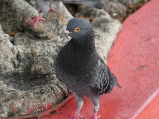 Obraz premium Dove standing on a red-painted concrete at a park
