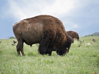 Medium close up of a bison grazing in the meadlow