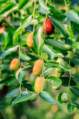 Jujube fruit on the jujube tree in the orchard