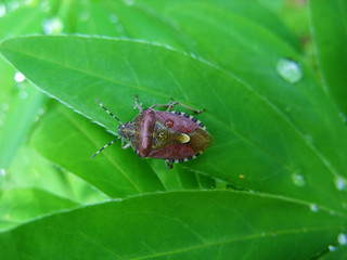 Beetle on a leaf