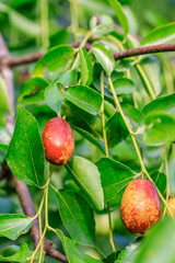 Jujube fruit on the jujube tree in the orchard