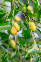 green jujube fruit on the jujube tree in the orchard