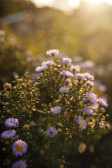 purple little daisies grow outdoors in sunset light at golden hour
