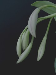 Isolated flower buds on black background. Closeup group of orchid bud on background.bu