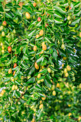 Jujube fruit on the jujube tree in the orchard