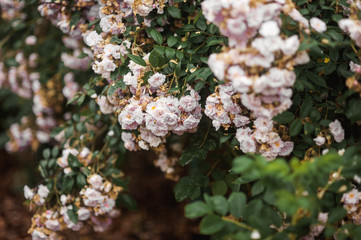  small pink bush roses grow on a green tree, in green leaves on nature