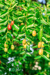 Jujube fruit on the jujube tree in the orchard