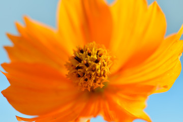 キバナコスモス