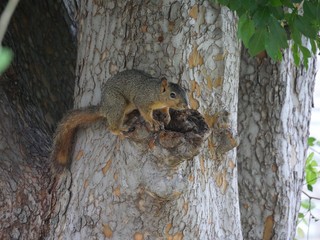 Squirrel perched on a hole of a tree