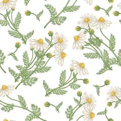 Chamomile flowers seamless pattern. Medical gerbs hand drawn. Vector illustration vintage.