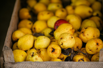 Large box of yellow autumn pears. Small farm concept