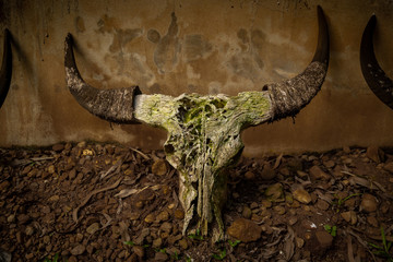 Cow Skull 02