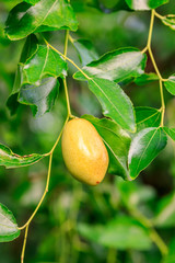 Obraz premium green jujube fruit on the jujube tree in the orchard