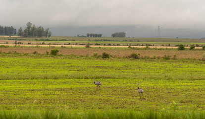 rural landscape on the border of Brazil with Uruguay-4.NEF5