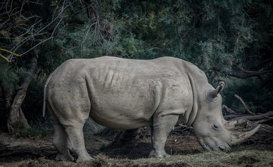Fototapeta premium Rhinocéros blanc