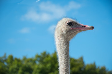 T&ecirc;te d'autruche