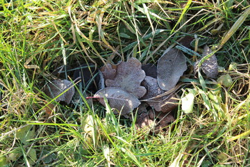 An oak leaf lies among other leaves and pine needles on the floor in the forest. frost kissed on a cold morning.