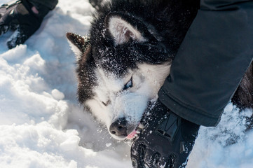 husky dog bites a man. Siberian Husky with beautiful blue eyes, in the snow © Екатерина Белоусова