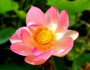 pink lotus flower