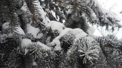 spruce branches in cloudy winter weather