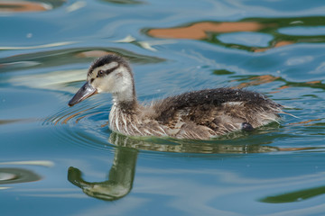 duckling in water