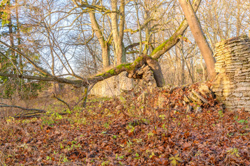 tree and stone fence in autumn