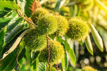 Chinese chestnut fruit grow on tree