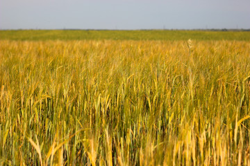 golden wheat field