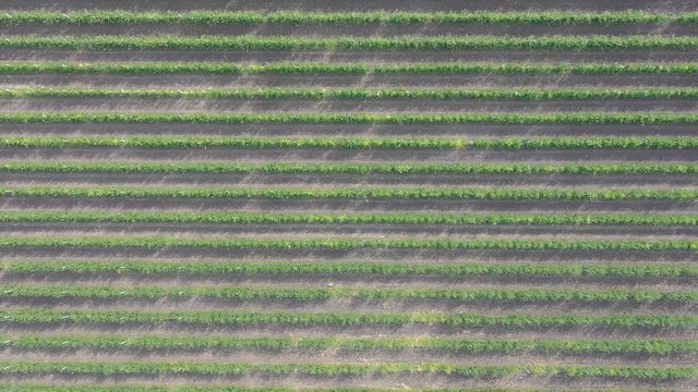 Aerial view of summer apple orchard field with hail nets